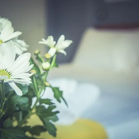 Stella D'italia - Nuova Gestione Rimini